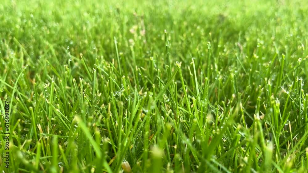 Green grass covered with water drops background. Close-up. Green grass covered with water drops background. Close-up.