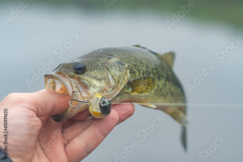 Nice summer catch, fresh water bass caught with lure in hi mouth, held in hand close up of the fish, copy space perspective summer activity, backgrounds outdoors.