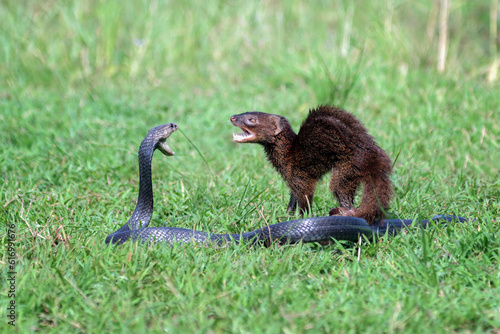 Javan Mongoose or Small asian mongoose (Herpestes javanicus) fighting with Javanese cobra photo