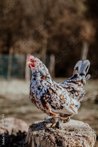 chicken