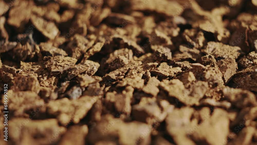 Pieces of Chaga mushrooms lit by sunshine, close up view Pieces of Chaga mushrooms lit by sunshine, close up view