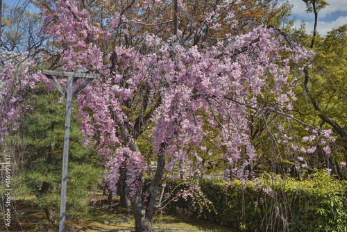Wallpaper Mural 智積院の桜 Torontodigital.ca