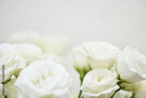 bouquet of roses on white background © 정애 조