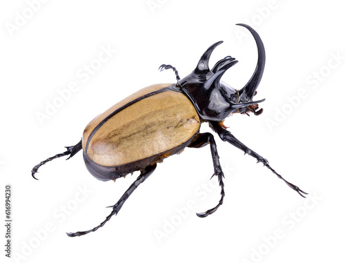 Fotografie Big horned beetle on transparent png