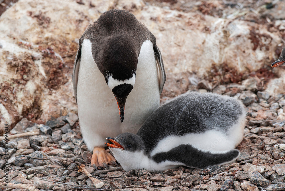 Naklejka premium Gentoo Penguin on the beach,feeding his chick, Port Lockroy , Goudier Island, Antartica