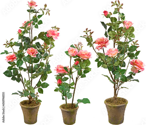 Rose plants in pots with transparent background