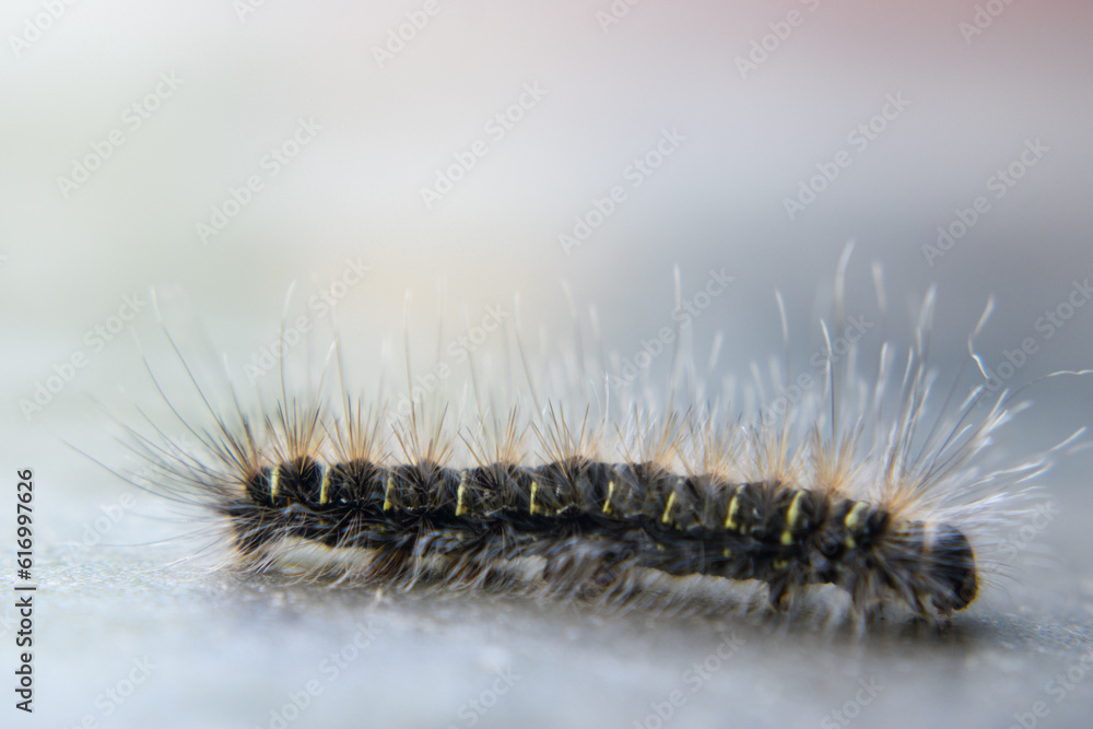 Floor Wanderer: Caterpillar with Long Hairs in Striking Focus Floor Wanderer: Caterpillar with Long Hairs in Striking Focus