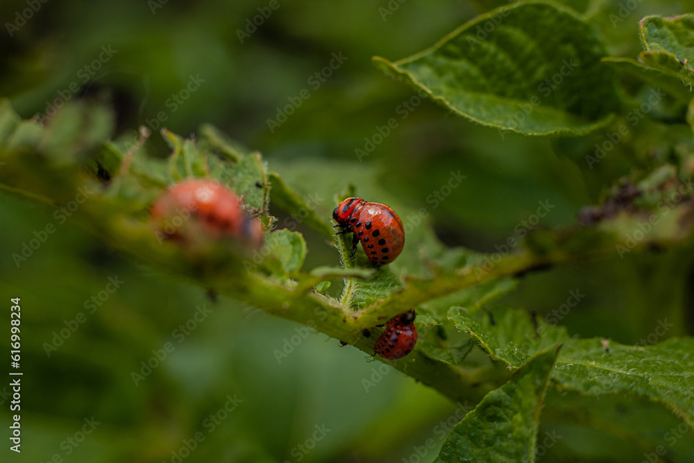 Colorado potato beetle and larvae on young potato leaves Colorado potato beetle and larvae on young potato leaves