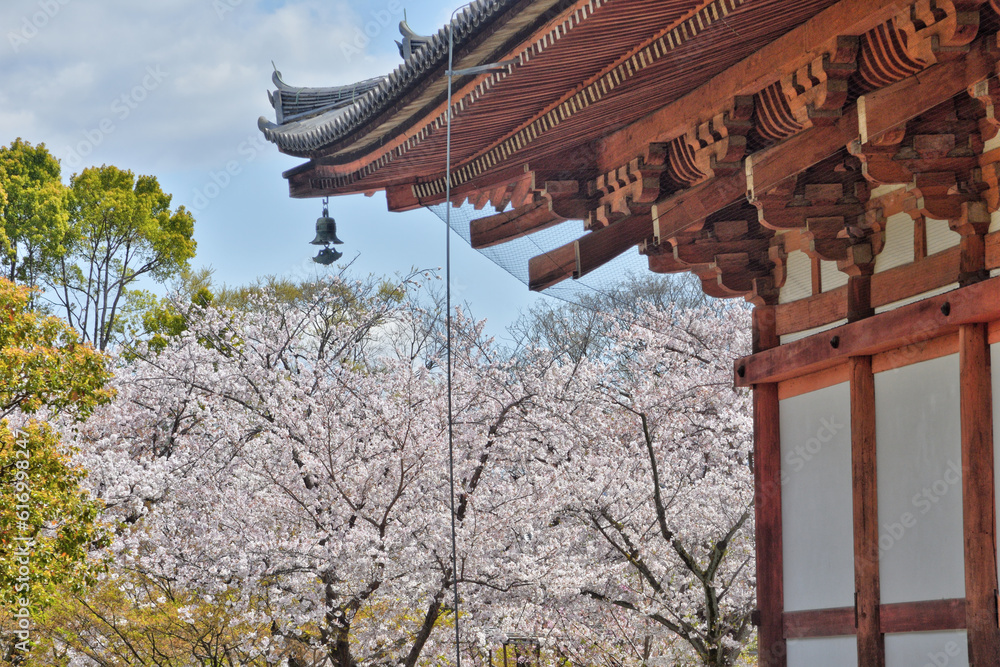 Fototapeta premium 東寺の桜