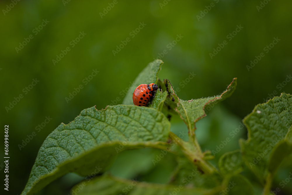 Colorado potato beetle and larvae on young potato leaves Colorado potato beetle and larvae on young potato leaves