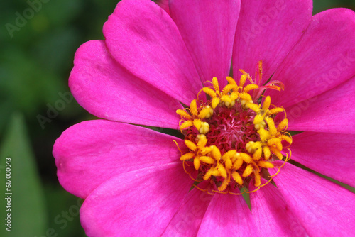 closeup of a pink flower