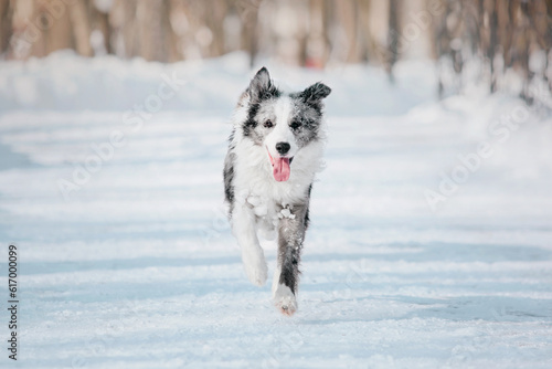 Playful Border Collie Embraces the Snowy Adventure with Enthusiasm, Battling Cold Weather with Furry Charm © OlgaOvcharenko
