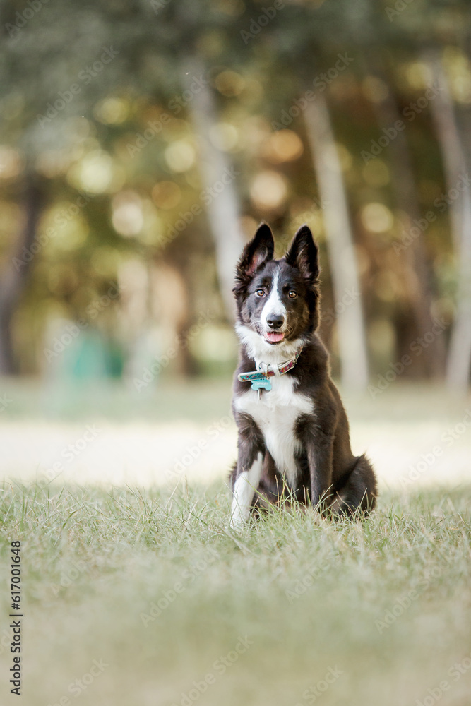 Playful Border Collie Puppy Exploring the Great Outdoors with Enthusiasm and Curiosity
