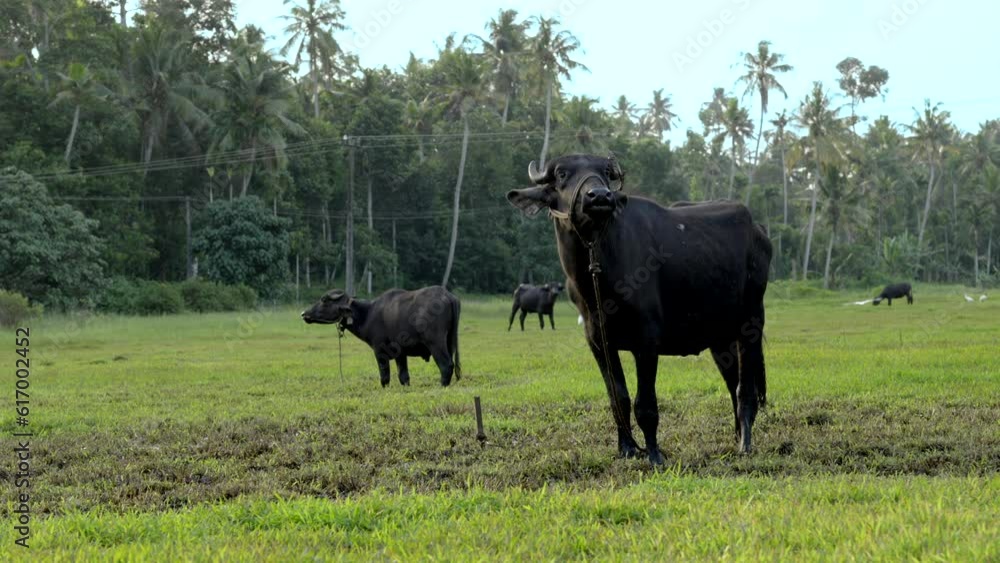 indian buffalo grazing in paddy field and wet land with grass indian buffalo grazing in paddy field and wet land with grass