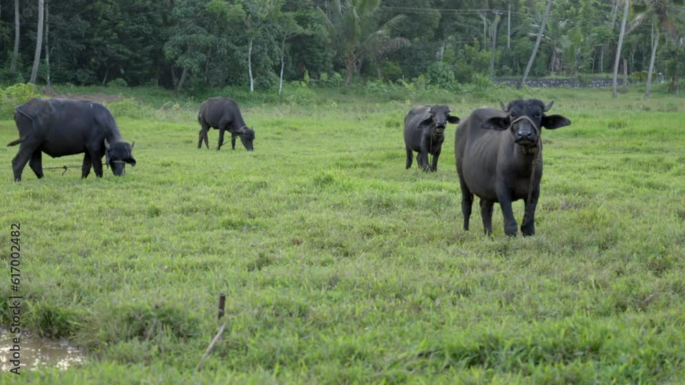 indian buffalo grazing in paddy field and wet land with grass indian buffalo grazing in paddy field and wet land with grass