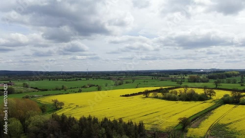 Intense yellow flowers of a Rapeseed field aerial descending view surrounded by trees and green fields against a grey cloudy sky in Penkridge, UK photo