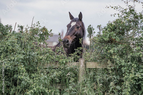 Curious Horse looking over fence and through bushes © Tina Jenner