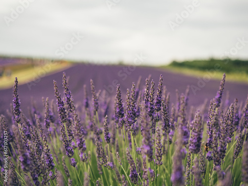 Lavender field. 