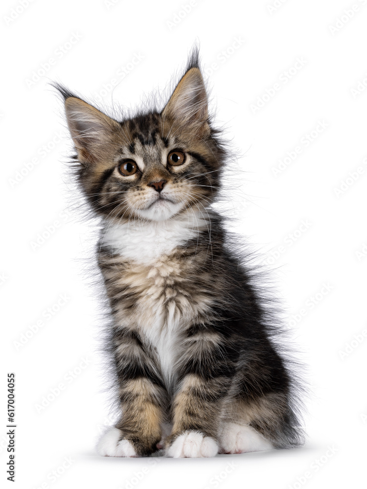 Adorable and expressive classic black tabby with white Maine Coon cat kitten, sitting up facing front. Chin up and looking towards camera. isolated on a white background.