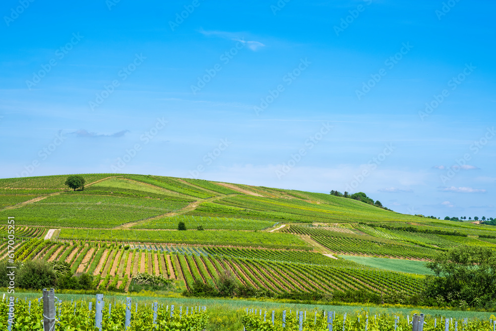 Hike through the vineyards around the Wißberg in Rheinhessen/Germany