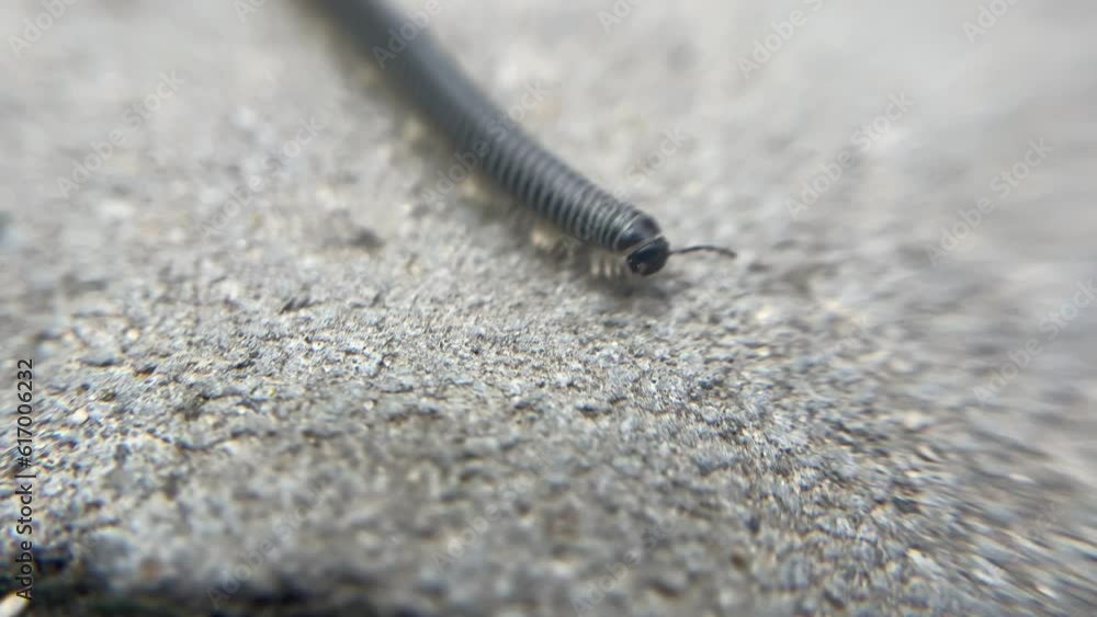 The millipede is a family of invertebrates. have a hard shell The body is long, divided into segments. Macro shooting. The millipede is a family of invertebrates. have a hard shell The body is long, divided into segments. Macro shooting.