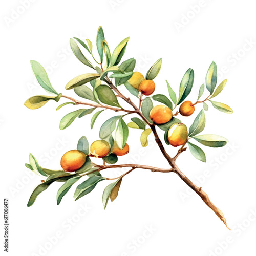 Argan branch watercolor in vintage style on white background.