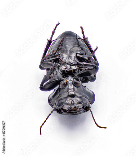 Moderately sulcate warrior beetle - Pasimachus subsulcatus - a species of large warrior beetle found in north Florida.  isolated on white background. Bottom ventral view
