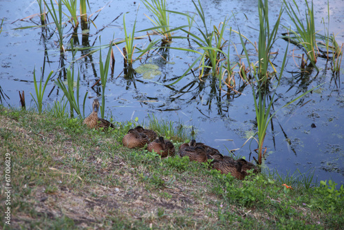 a family of ducks in the park by the pond basking in the sun