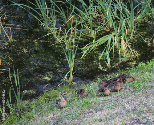 a family of ducks in the park by the pond basking in the sun