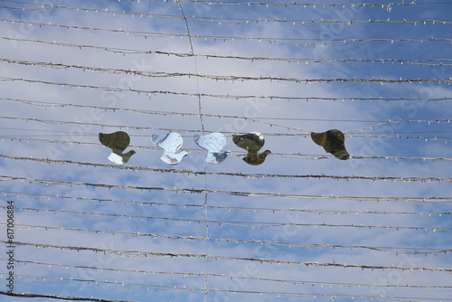 decorations in the form of pigeons in the park