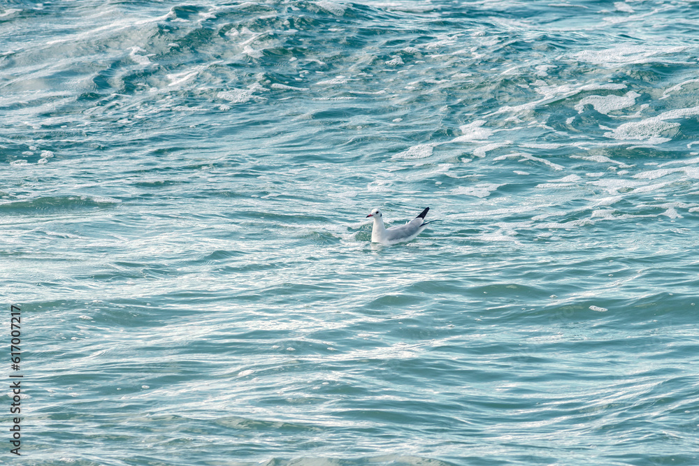Fototapeta premium A seagull sits on the waves in a calm sea. Sea bird in natural habitat.
