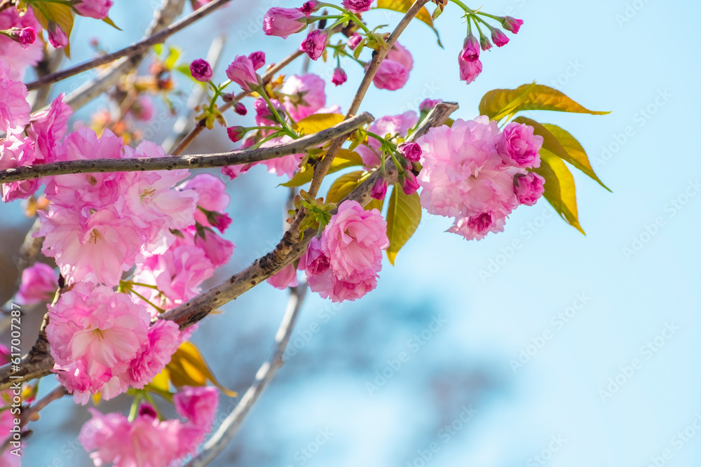 Obraz premium Branches of blossoming decorative cherries. Pink flowers on the branches of a tree in the rays of the spring sun.