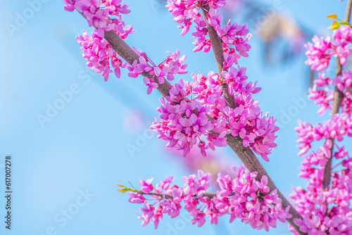 A blooming tree of Cercis canadensis with pink flowers on blue background/ photo