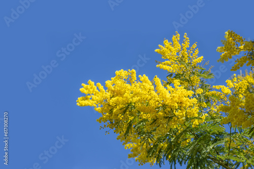 yellow mimosa flowers on blue sky background