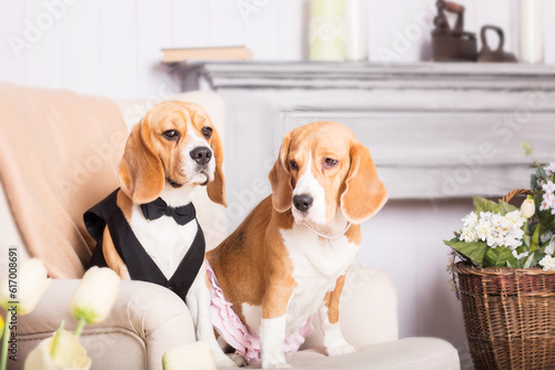 Adorable beagle dog at home - a humorous and endearing stock photo capturing the cuteness of this canine companion. The dressed-up dog adds a touch of whimsy and playfulness to the scene, creating a d © OlgaOvcharenko