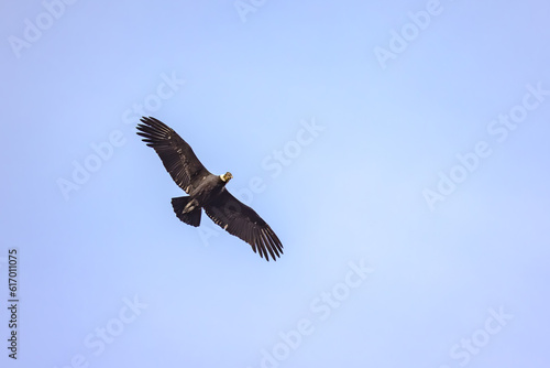 A mighty Andean condor over Torres del Paine National Park in Chile  South America