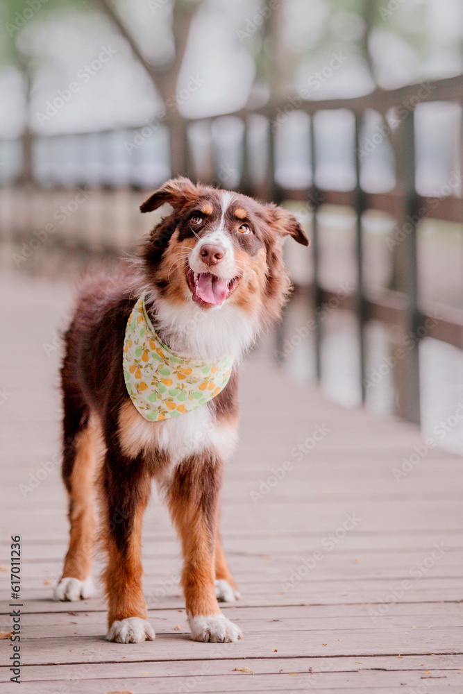 Australian Shepherd (Aussie) dog strolling in a beautiful urban park - a delightful stock photo capturing the energetic and playful nature of this intelligent and loyal breed in a picturesque city set