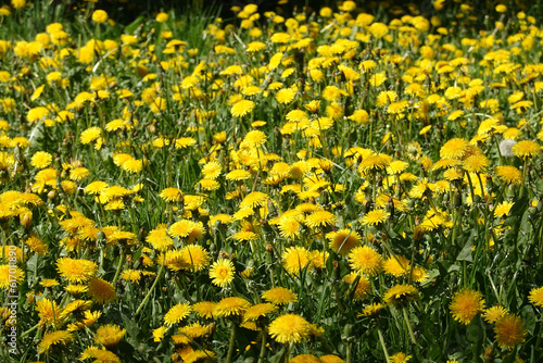 Lot of blooming yellow dandelions on the field as natural background panoramic front view closeup
