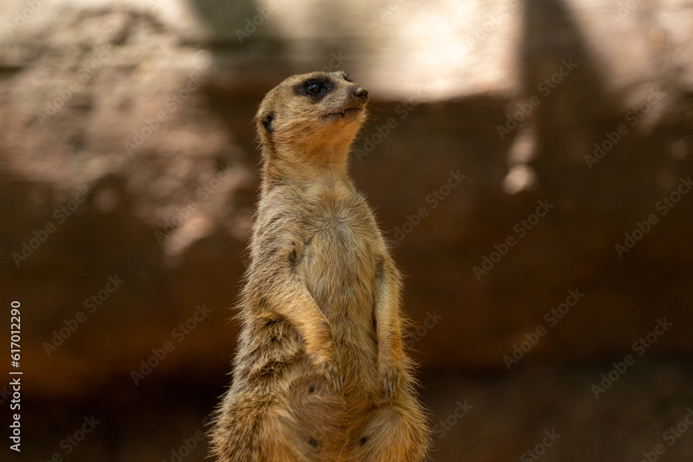Fototapeta premium Zoo Adventures Delightful Moments with Playful and Curious Zoo Animals