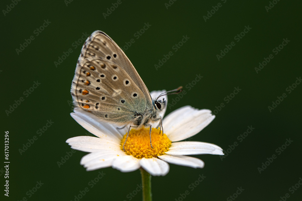 Obraz premium Macro shots, Beautiful nature scene. Closeup beautiful butterfly sitting on the flower in a summer garden.