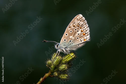 Wallpaper Mural Macro shots, Beautiful nature scene. Closeup beautiful butterfly sitting on the flower in a summer garden. Torontodigital.ca