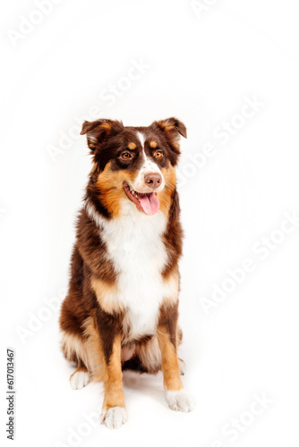 Australian Shepherd dog isolated on a white background - a captivating stock photo showcasing the beauty and charm of this intelligent and energetic breed. The dog's expressive eyes and distinct coat 