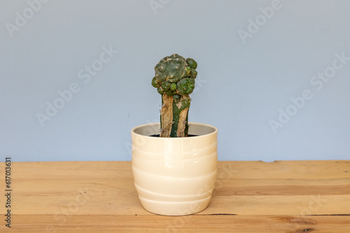 Infested drying cactus in a pot photo