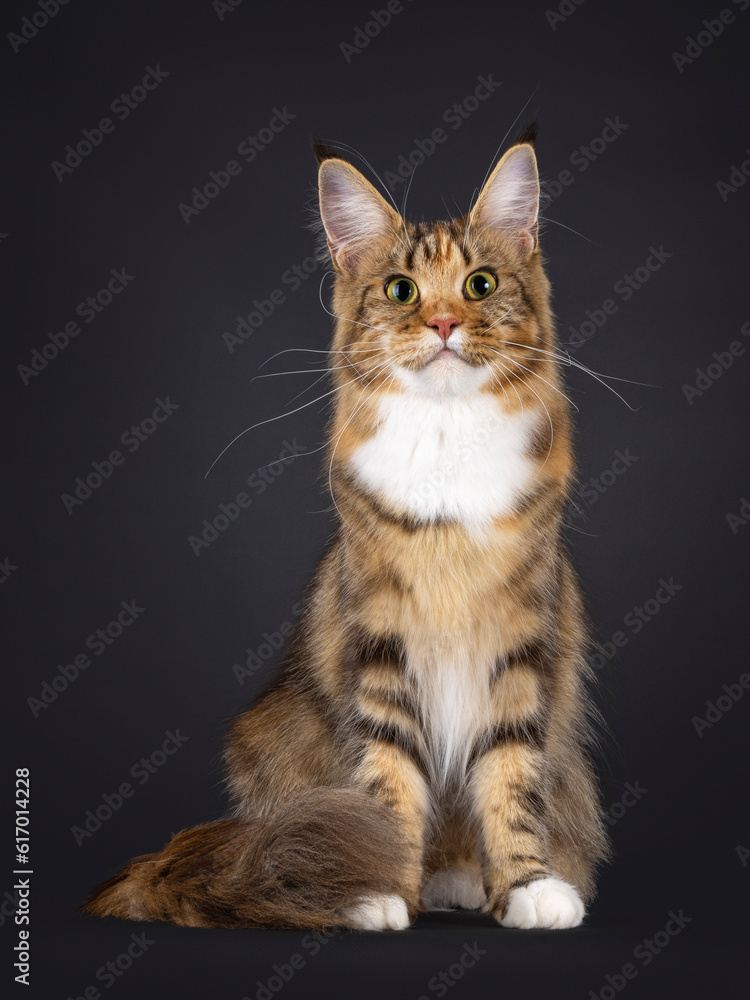 Impressive colorful young adult Maine Coon cat, sitting up facing front with tail over edge. Looking curious and with attention towards camera. Isolated on a black background. L