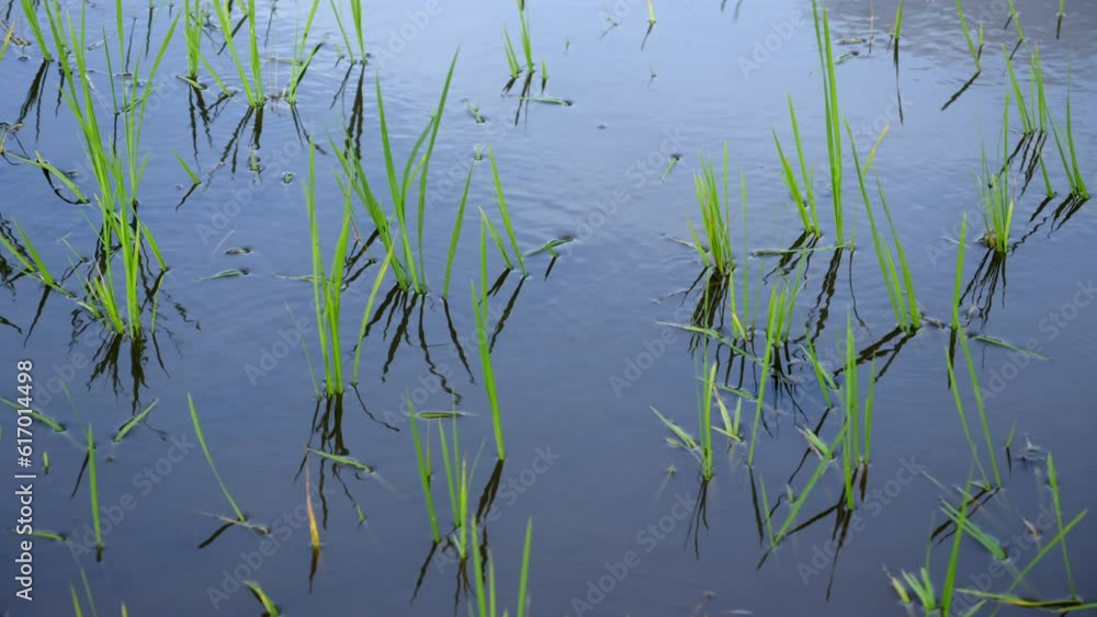 rice cultivation in kerala paddy field in wet land ,indian rice cultivation ,baby rice plants rice cultivation in kerala paddy field in wet land ,indian rice cultivation ,baby rice plants