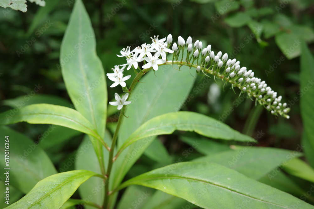 Obraz premium 里山の植物 初夏を緑で溢れる森で白く咲くオカトラノオ