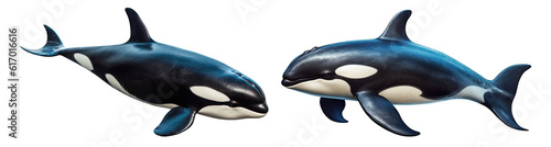 Obraz na plátně Set of orca killer whales isolated on white background - Generative AI
