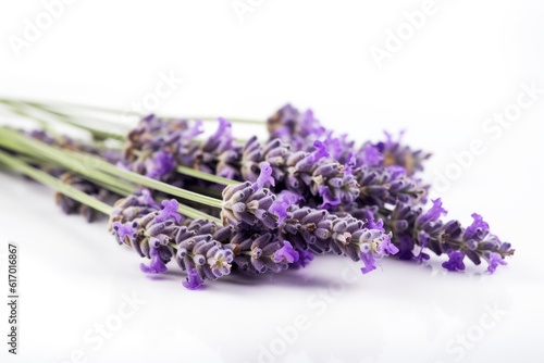 Natural purple lavender flowers on a white background  close-up.