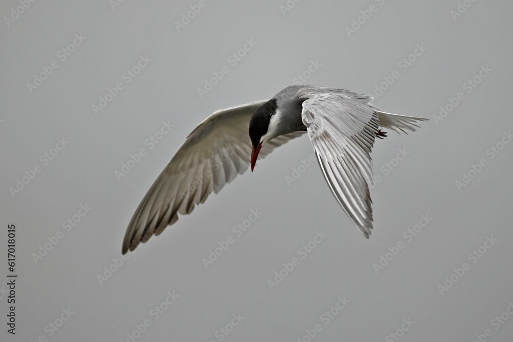 Fototapeta premium Whiskered tern // Weißbart-Seeschwalbe (Chlidonias hybrida) - Axios Delta, Greece