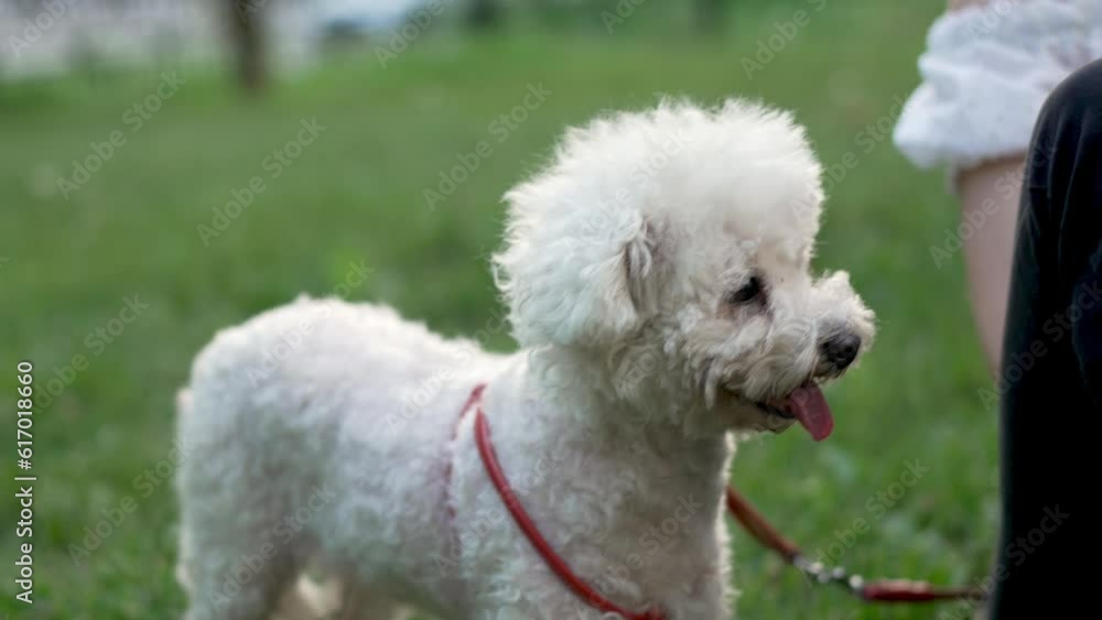 Slow motion of cute white Brichon Frise dog on grass in park on summer day next to its unrecognizable casually dressed female owner Slow motion of cute white Brichon Frise dog on grass in park on summer day next to its unrecognizable casually dressed female owner